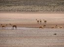 Vicuña running by a small watering hole.