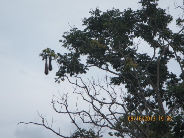 Bird nests at the top of a tree in the jungle.
