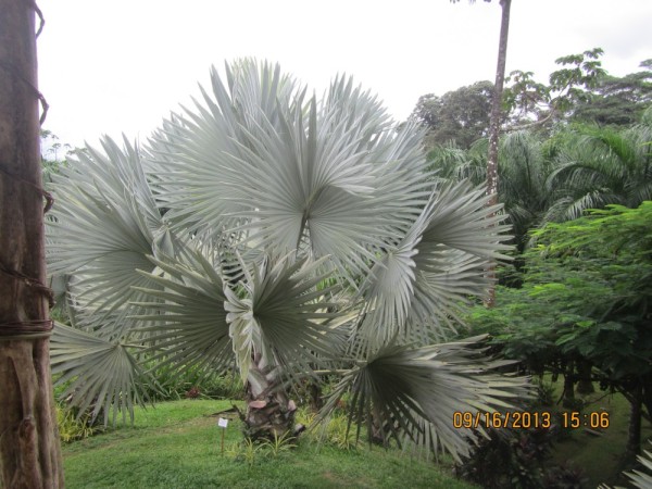 Bismark Palm grows to 70 feet tall.