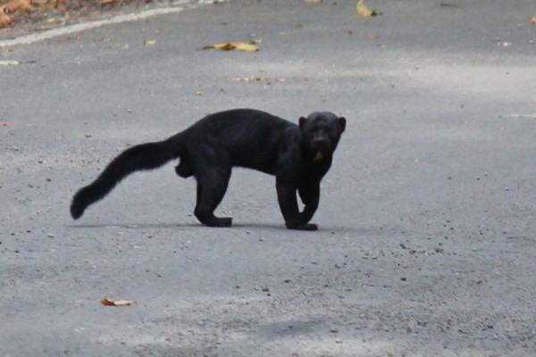 Name this animal?  Gail and her friend Liv decided it was a black panther.  Someone else said, very authoritatively, that it was a tayra.