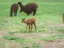 Suri Alpaca enjoying the day at Sacsayhuaman.  The baby could barely walk and must have been less than a week old.