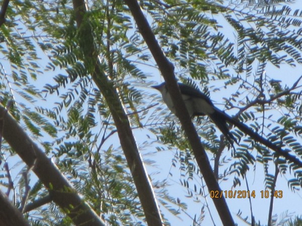 Possible Forktailed Flycatcher.