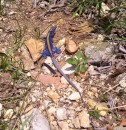Blue lizard ~1 foot long.