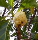 Noni fruit believed to have healing properties.