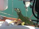 An uninvited guest: Caught this iguana snooping around the cockpit 