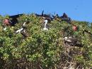 Frigate birds galore!: Nesting and resting frigate birds on Isla Isabel.