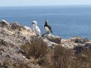 Brown Footed Booby and her chick on Isla Isabel