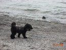 Lola beachcombing: is it a bit chilly?