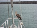our 24 hour hitchhiker...came 100 miles into Hilo with us - then spent the another night. A Booby - I think.