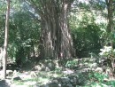 IMG_0632: Elba under a little banyon tree - Nuka Hiva, Marquesas- French Polynesia May 2007