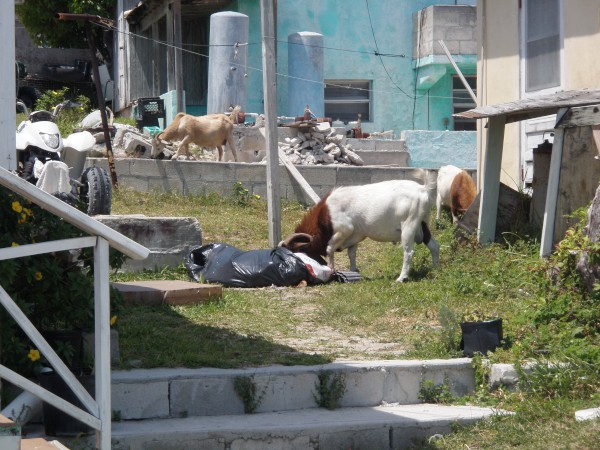 Goats foraging for food