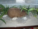 This is a Hutia.  I think it is in the rat family as it is nocturnal.  It
