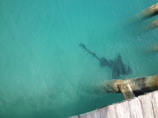 Shark at Highbourne marina.  These are pets.