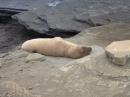 furry sea lion basking in sun
