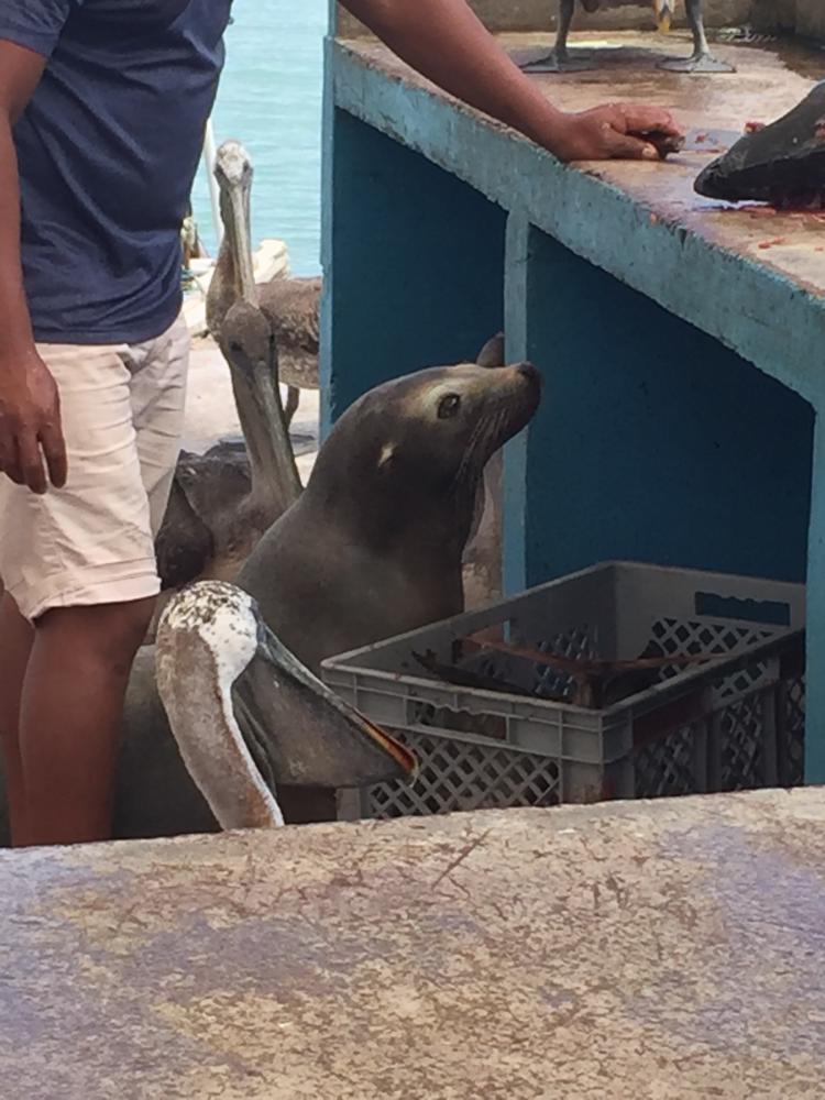 Cats and dogs are overrated.  Try a sea lion for a pet