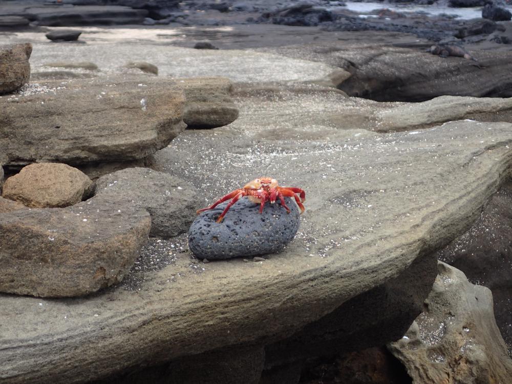 Sally lightfoot crab