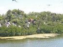 Frigate birds, Barbuda