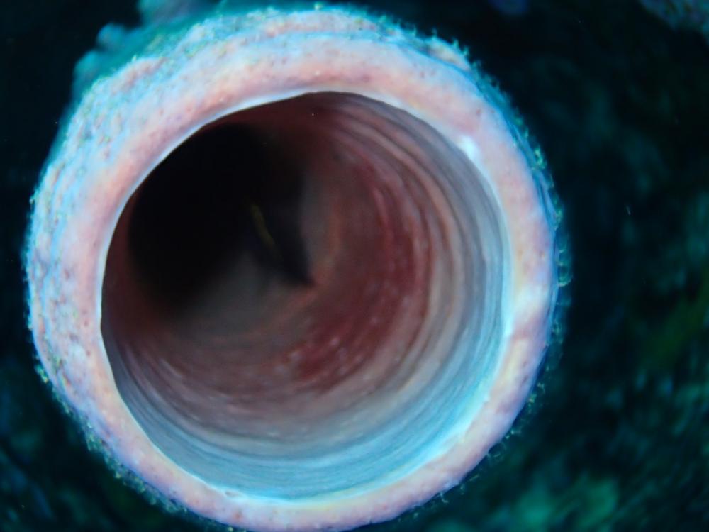 Inside tube coral