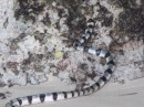 Sea snake.....They are poisenous