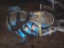 Blue Coconut Crab waiting to BE dinner.