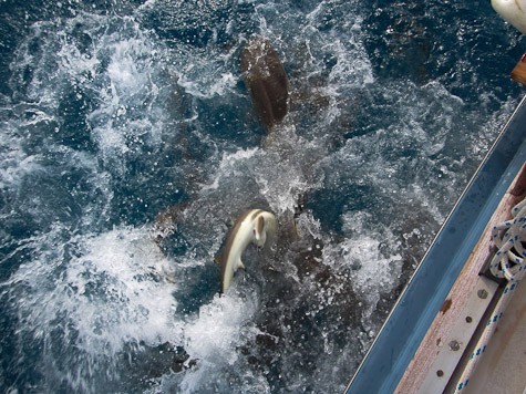 Sharks roiling for the fish scraps.