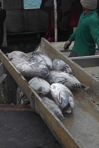 Frozen fish being off loaded from ship.  Tails and fins are cut off before freezing on ship.