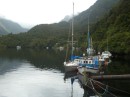 Fishing boats tie along a line in Doubtful Sound.  Shallow water for anchoring is hard to find.  Doubtful Sound has limited road access, after catching a barge across Lake Manapouri.  Tourists can get in by bus to catch cruise boats. Fuel was available here.