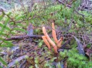 Finger-like fungus protrudes through the ferns and moss on Mt Beattie