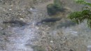 We were fascinated to watch Rainbow Trout spawning in this clear creek.  The females were making nests while the males were jostling to protect them.
