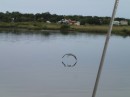 A reflection in the river makes for an interesting geometric design. (Heron, San Sebastian River, St. Augustine, Florida)