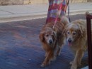 It is indeed a day for the dogs as these two handsome goldens stroll by. (Aviles St., Historic St. Augustine FL)
