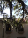 Spanish moss drapes tree limbs in The Oldest City.  (Historic St. Augustine FL)