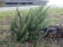 Once home, another serendipitous discovery today is that there is a large rosemary plant right beside the ramp to our dock! (Rivers Edge Marina, St. Augustine FL)