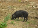 Closeup of pig.
