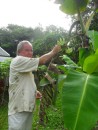 Jim takes a banana from a banana tree for lunch.