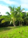 Coconut palm on the M&K property.