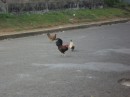 Chickens wander the streets in Neiafu. We thank them for their delicious eggs.