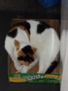 No week is complete without a trip to CostULess where Binky, one of three store mascots, naps in an Irish Spring box by the front door. No doubt he will smell fresh as a shamrock when he wakes up. (For more feline photos, see sub-album "Cool Cats of the South Pacific" in the RAROTONGA, COOK ISLANDS photo album.)