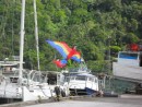 We have not seen any live parrots flaying about here, but this colorful kite certainly brightened the marina one weekend afternoon.