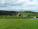 View of the vineyards at Port Phillip Estate Winery.