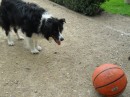 Okay, Miss Border Collie, we will throw the ball a few times for you before we leave Box Stallion.