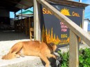 Stinky, a Sunset Grill regular, catches some rays at the entrance to the establishment.