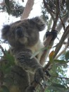 In Cape Otway National Forest, on our way to the Otway Lighthouse, we see a few koalas.