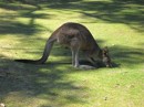 Who needs a lawn mower when you have a kangaroo? (No wonder the golf club encourages them to stay!)