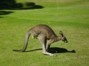These grey kangaroos are about four feet tall when standing upright.