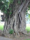 Yes, there are very large trees on Tutuila, as this trunk demonstrates.