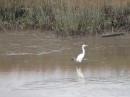 Egret. (St. Marys GA)