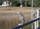 Someone new in the neighborhood. (Blue heron: St. Marys GA)