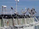 Pelicans at the ferry dock. (Mayport FL)