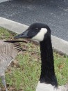 Close-up of goose (north Florida).